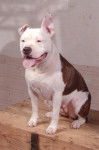 TYA american staffordschire terrier -