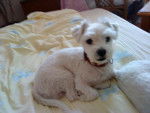 benny -bichon -
