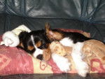 Cavalier King Charles Galéo -