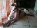 Boulledogue Américain - Funky -