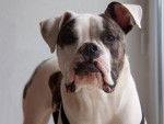 Boulledogue Américain - Funky -