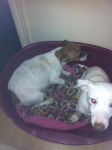 dezi et zim jack russel -