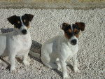 Jacks RUSSELL -