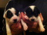 les bb de dezi et zim jack russel -
