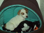 Jack Russel Fenka -