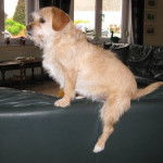 X Griffon (paraît-il) Lolipop -