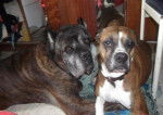 cane corso simba et boxer sabah -