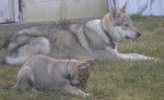 Eros et Herkan chiens loup tchecoslovaque -