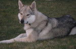 Eros chiens loup tchecoslovaque -