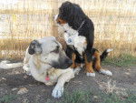 Braxie et Hayko, Berger d'Anatolie et Bouvier Bernois -