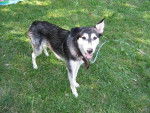 Maya, Husky/Labrador -