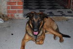 Malinois/beauceron. ASKO -