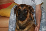 Malinois/beauceron -