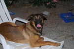 Malinois/beauceron -
