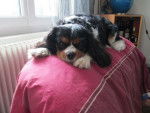 cavalier king charles GALEO -