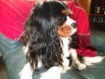 Cavalier King Charles GALEO -