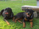 sidonie , chienne de mes parent et choupette ma chienne -