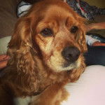 Cocker X Basset Maya -