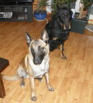 Beauceron et malinois -