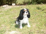 cavalier king charles gladys -