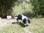 cavalier king charles gladys -