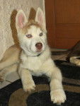Husky de Siberie: Iago -