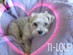 Ti-Loup - Mâle (3 ans)
