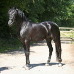 altaïo - Mâle (3 ans)