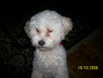 Scooby-Doo ( Bichon Maltais - Mâle (3 ans)