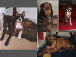 chiens2.bmp -