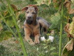 Khéops, mère Berger Allemand, 4 mois - (4 mois)