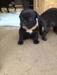 leeloo, chiot bouledogue francais -