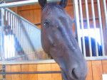 My Horse - Mâle (12 ans)