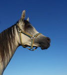 Ka Belite Roberta - (3 ans)