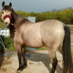 Ulysse - Mâle (8 ans)