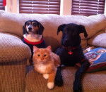 Lucy, Lilly, & Cotton -