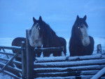 Horses in the winter - (4 ans)
