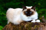 Un Sacré de Birmanie allongé sur un tronc d'arbre