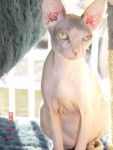 Viscountess - Sphynx (5 mois)