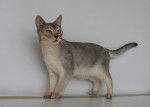 O&#39;Nell silver des amours Félines de Sincay - Abyssin