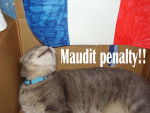 Le 12eme homme est un chat -
