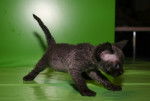 Photo Devon Rex