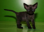 Photo Devon Rex