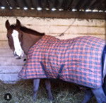 Opium du vieil Or - Mâle (16 ans)