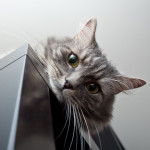 Un chat Sibérien gris installé en hauteur sur un meuble surveille les environs