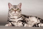 Un American Shorthair sur un fond gris