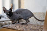 Photo Sphynx