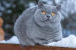 Photo British Shorthair