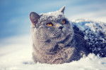 Photo British Shorthair
