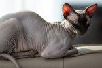 Photo Sphynx